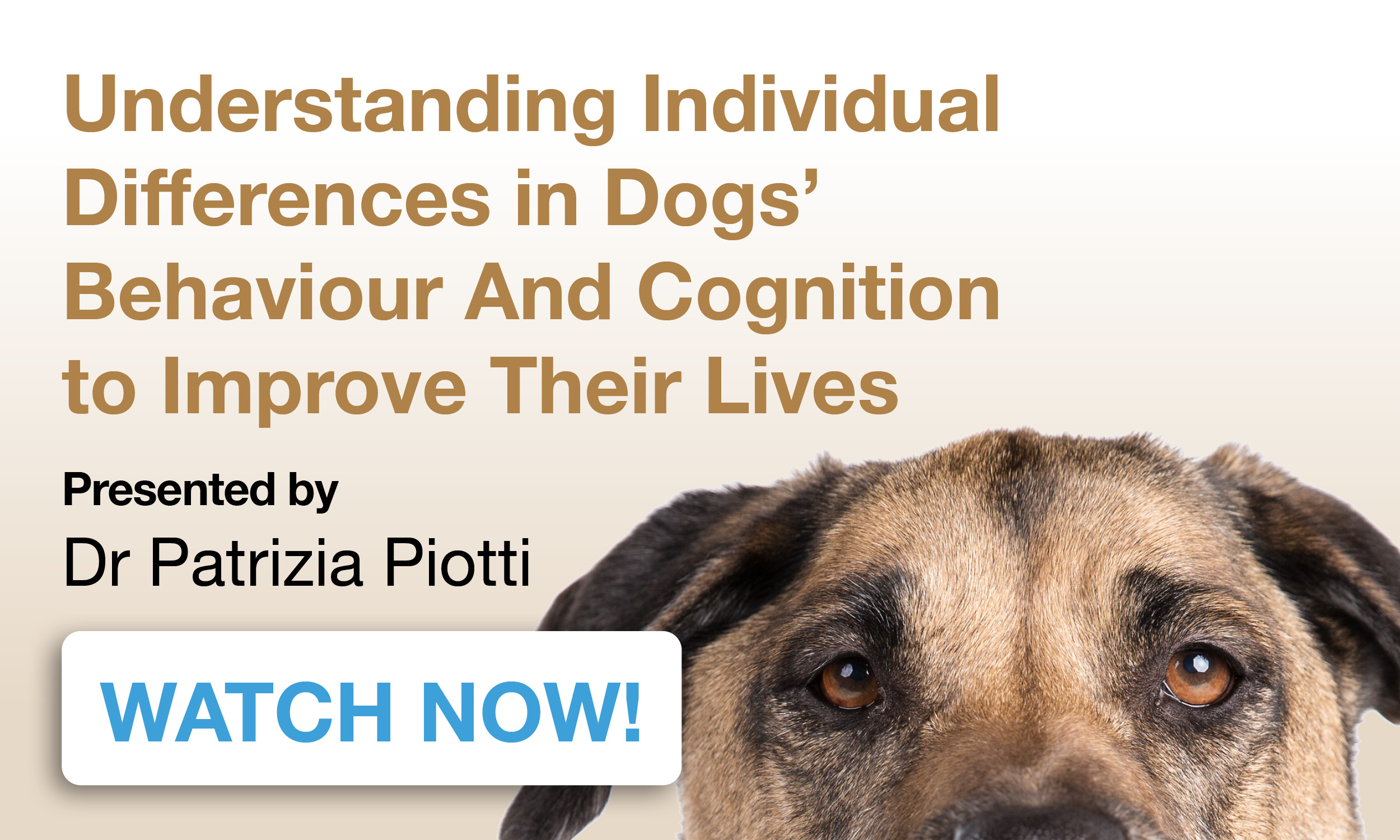 Understanding individual differences in dogs behaviour and