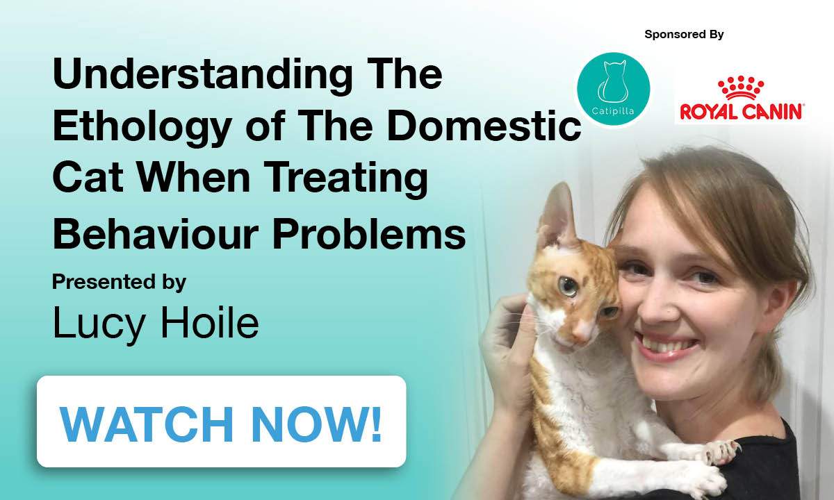 Domestic cat best sale behaviour