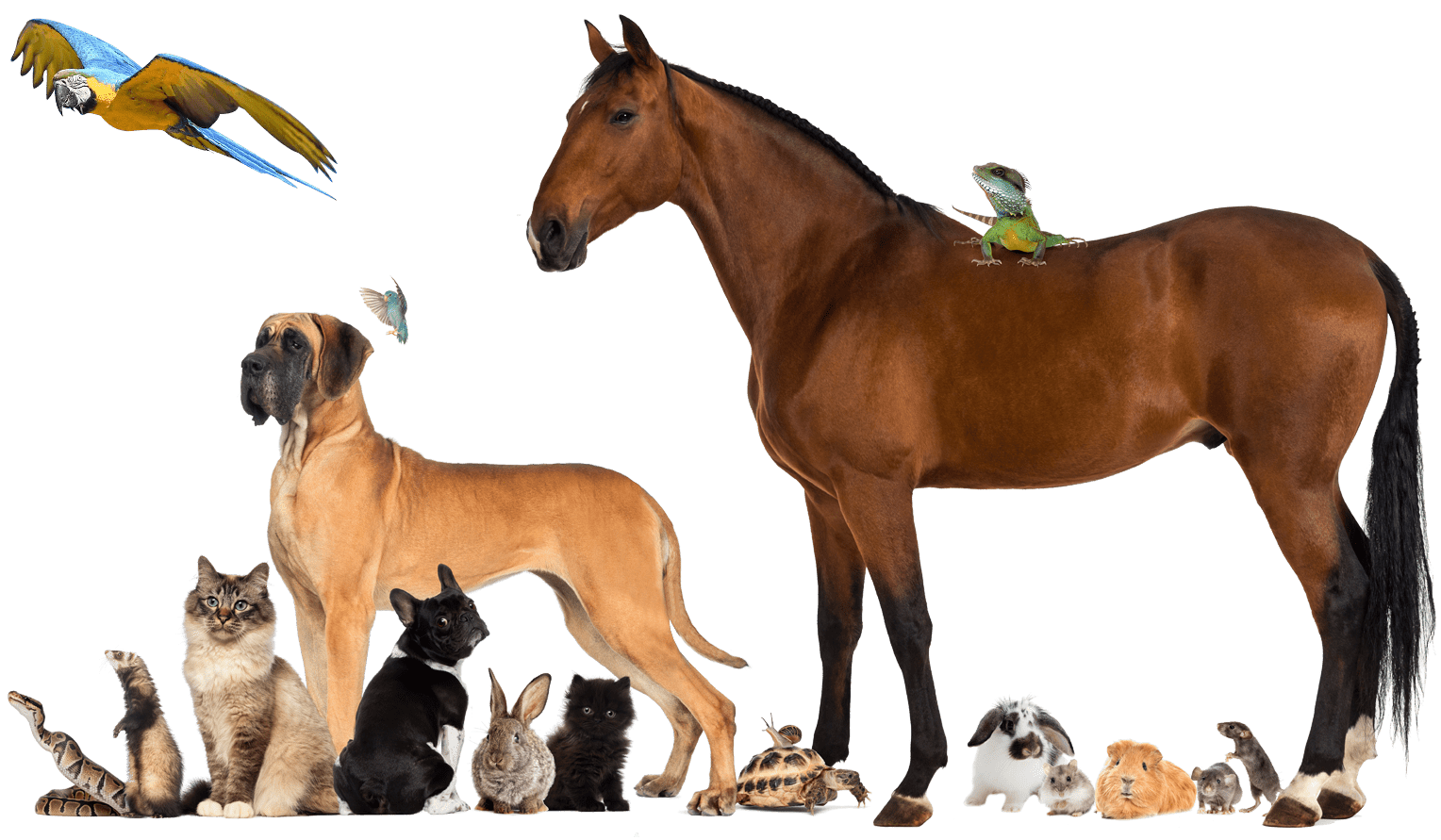 Pet group. Pets transparent. Group of Pets. Companion animal.